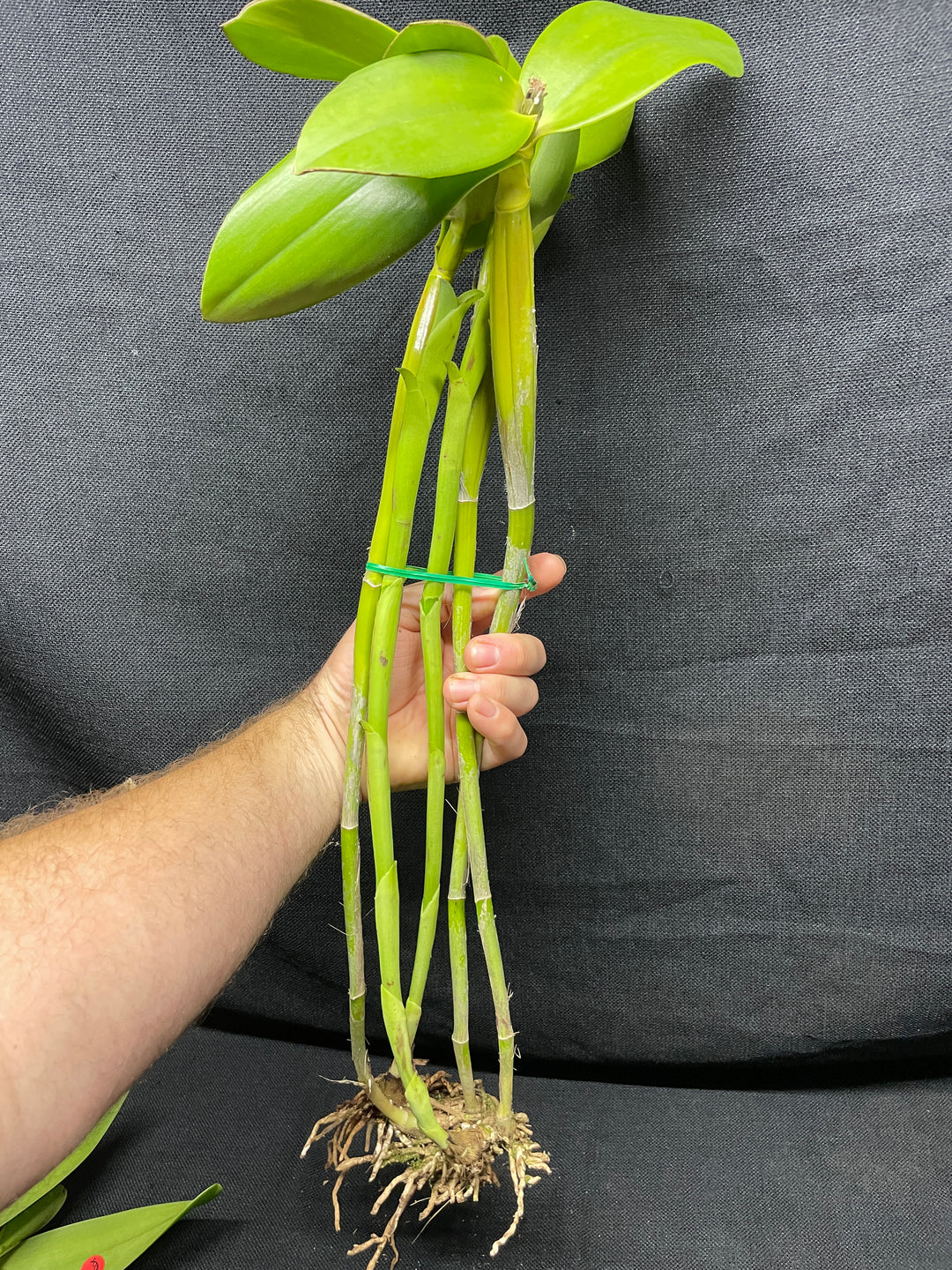 C. x guatemalensis `Jamaican Sunset&
