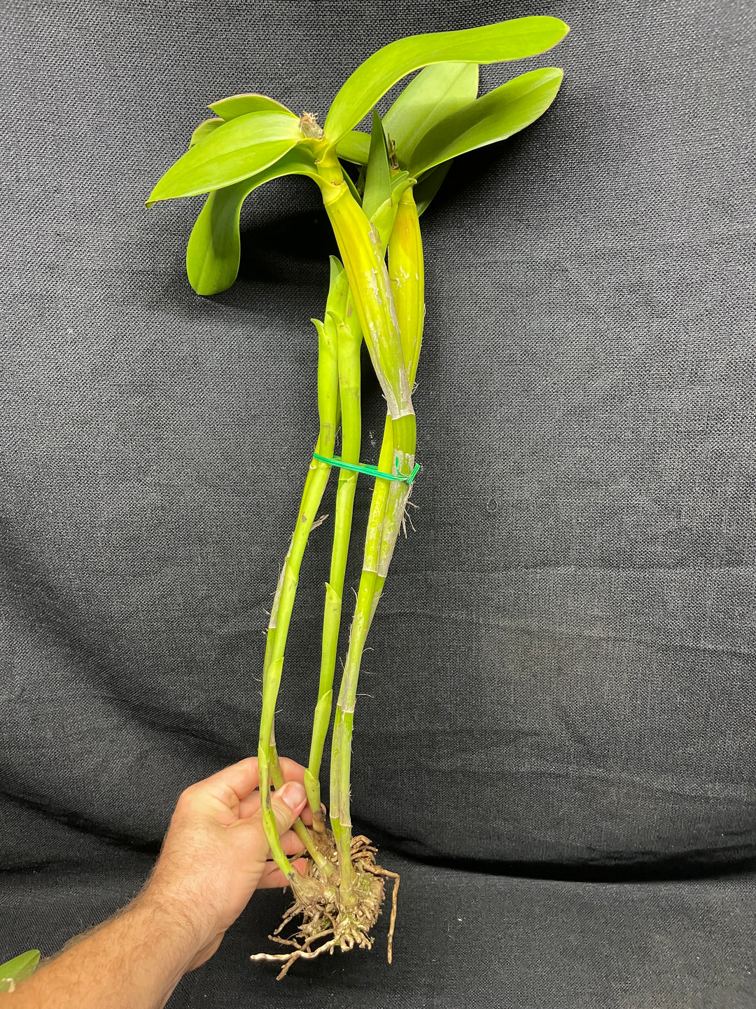 C. x guatemalensis `Jamaican Sunset&