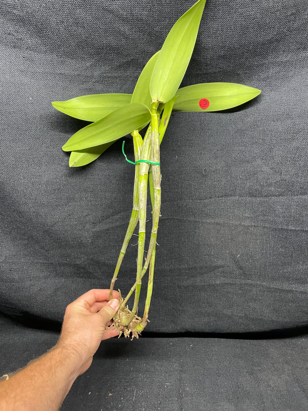 C. x guatemalensis `Jamaican Sunset&