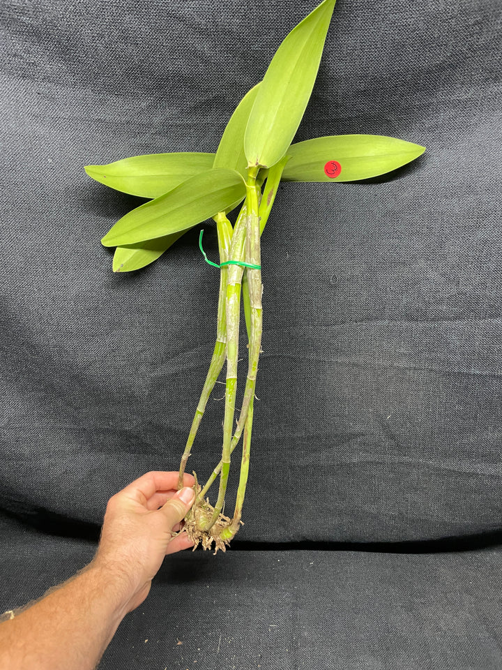 C. x guatemalensis `Jamaican Sunset&