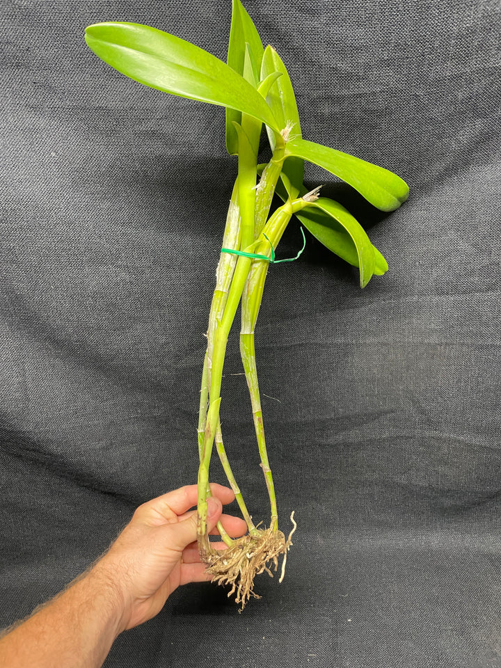 C. x guatemalensis `Jamaican Sunset&