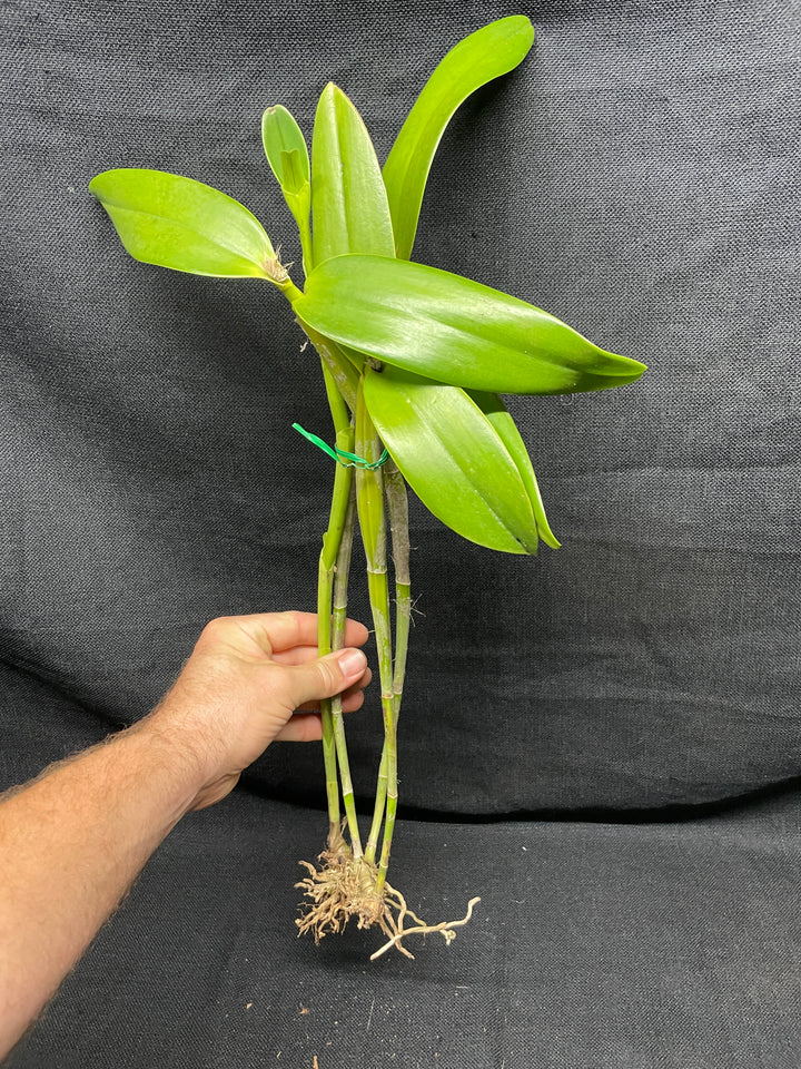 C. x guatemalensis `Jamaican Sunset&