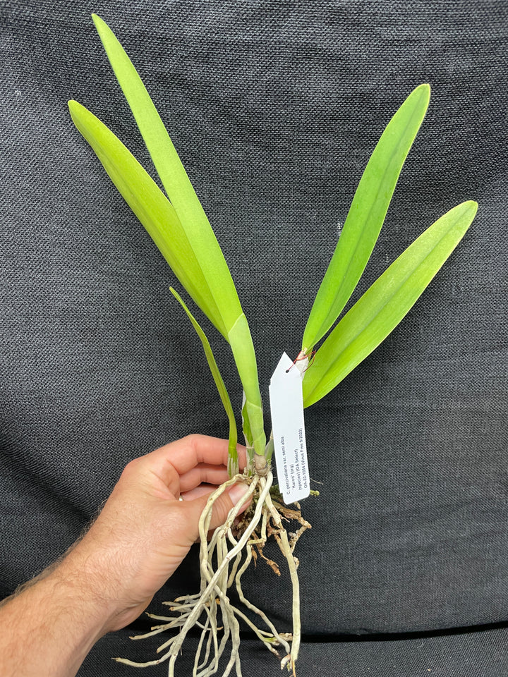 C. percivaliana semi-alba `Karon&