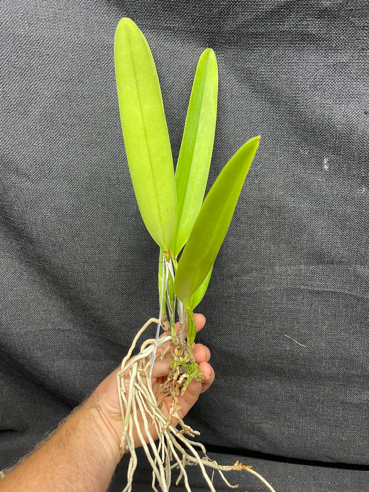C. percivaliana semi-alba `Karon&