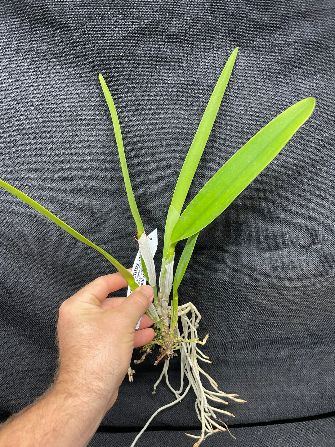 C. percivaliana semi-alba `Karon&