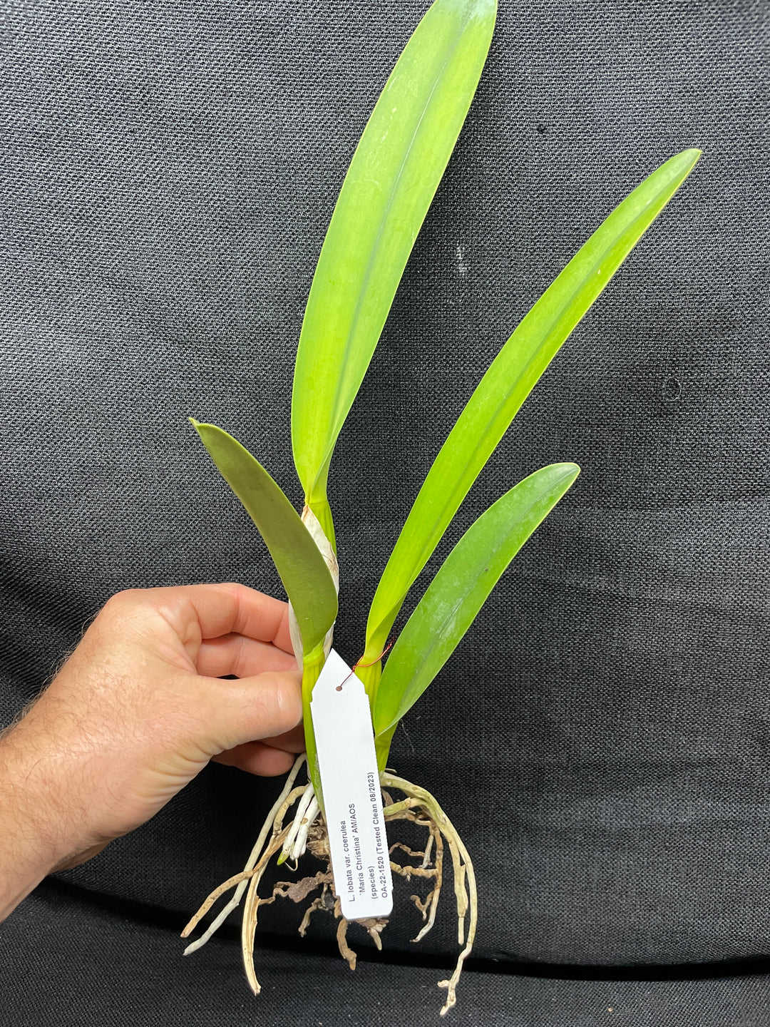 L. lobata var. coerulea `Maria Christine&