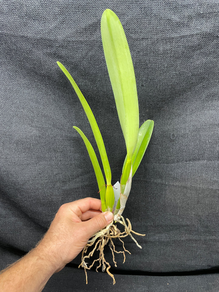L. lobata var. coerulea `Maria Christine&