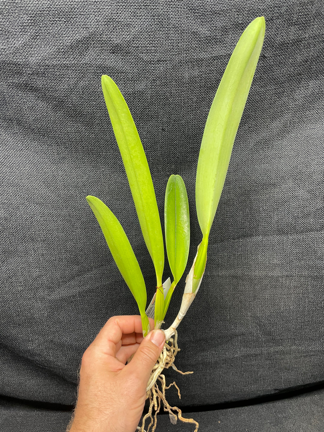 L. lobata var. coerulea `Maria Christine&