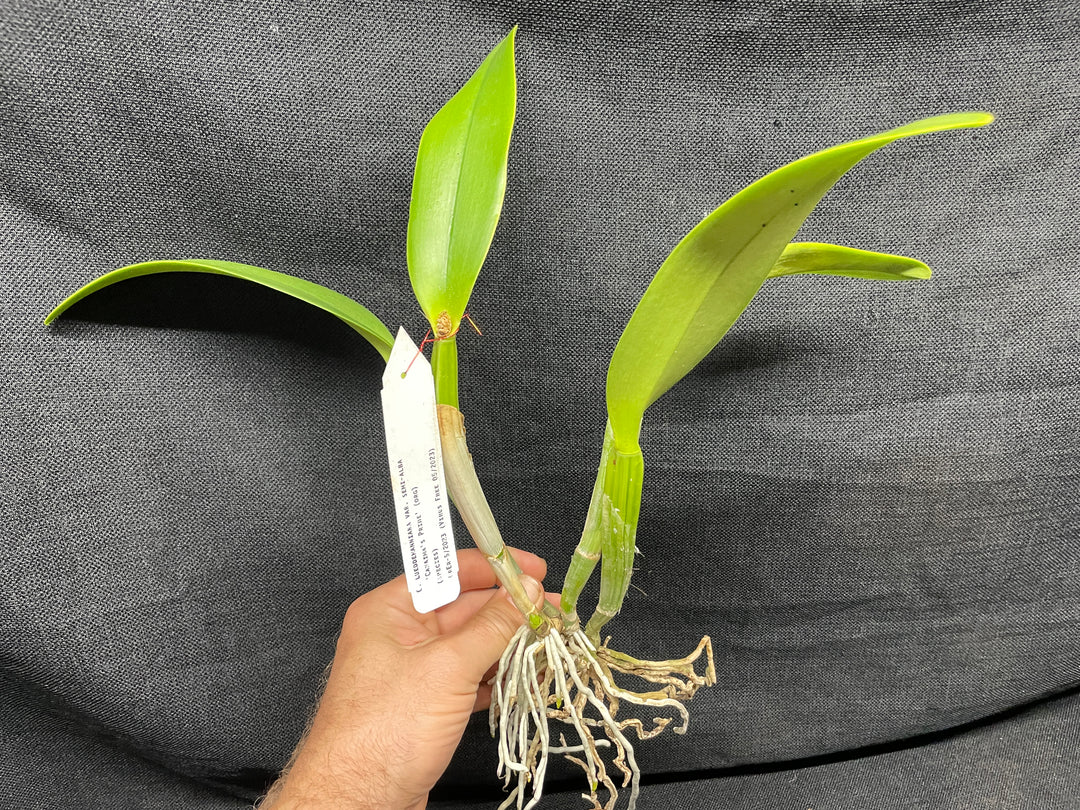 C. lueddemanniana s/a `Canaima&