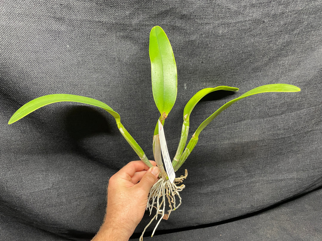 C. lueddemanniana s/a `Canaima&