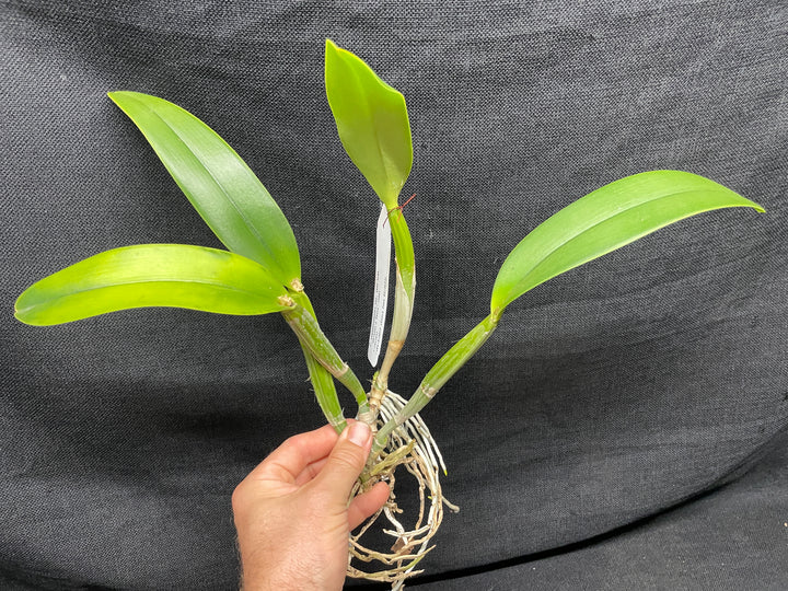 C. lueddemanniana s/a `Canaima&