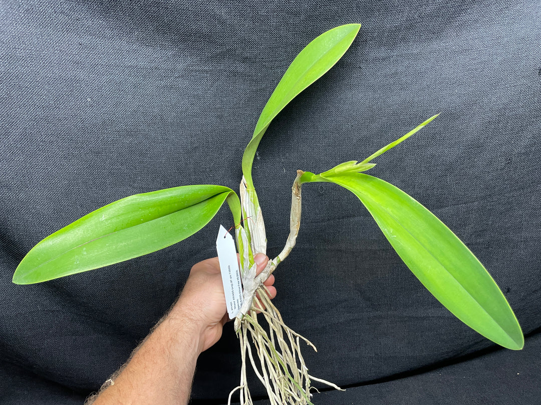 L. anceps `Ohana&
