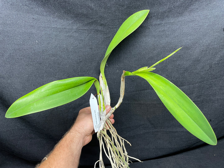 L. anceps `Ohana&