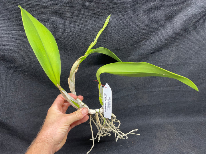 L. anceps `Ohana&