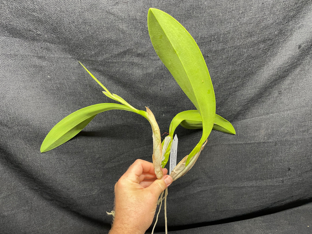 L. anceps `Ohana&