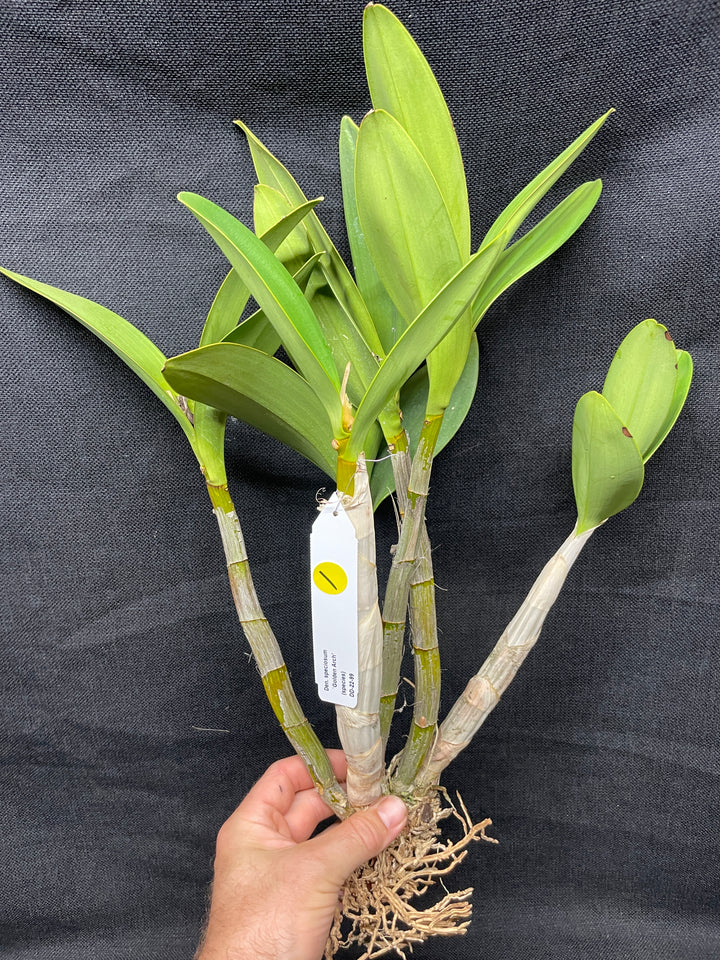 Den. speciosum `Golden Arch&