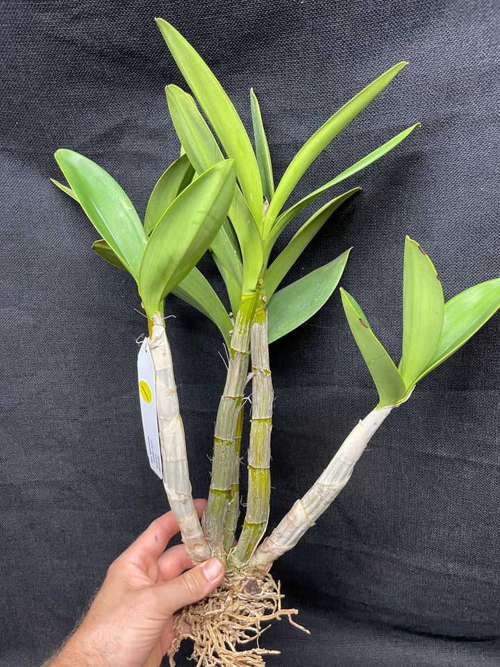 Den. speciosum `Golden Arch&