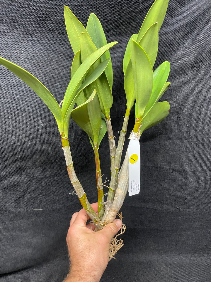 Den. speciosum `Golden Arch&