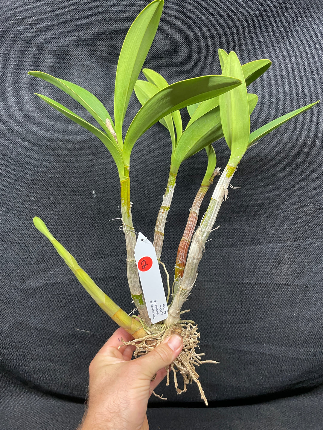 Den. speciosum `Golden Arch&