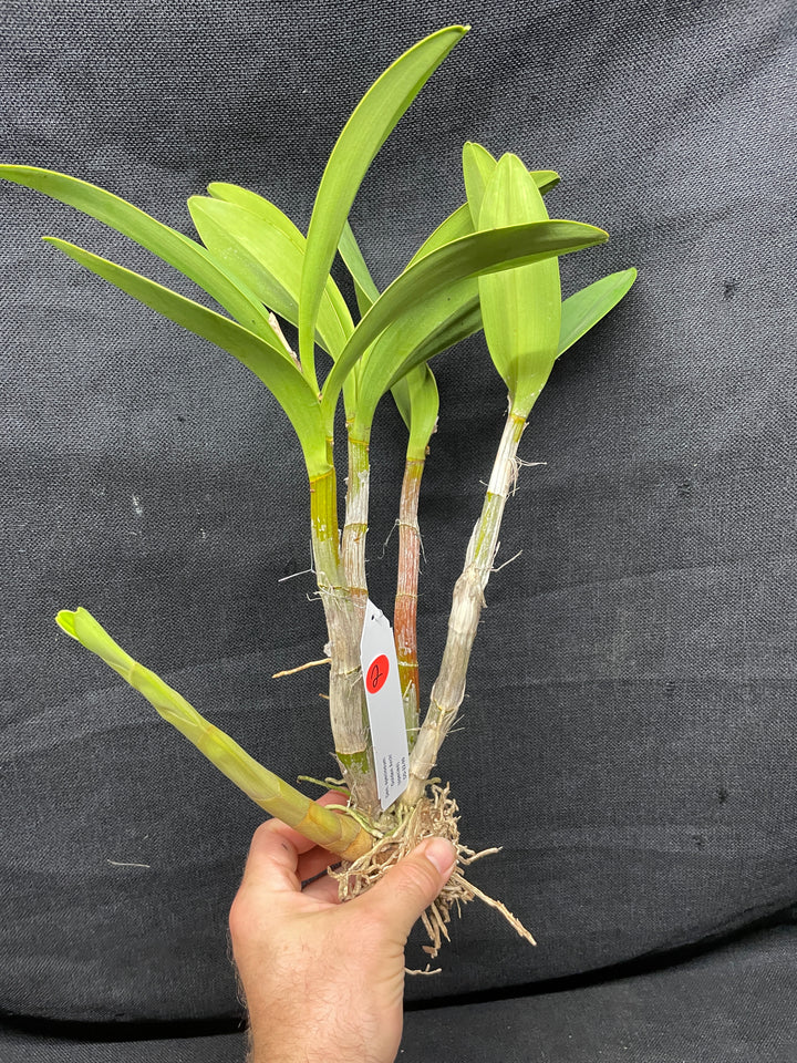 Den. speciosum `Golden Arch&