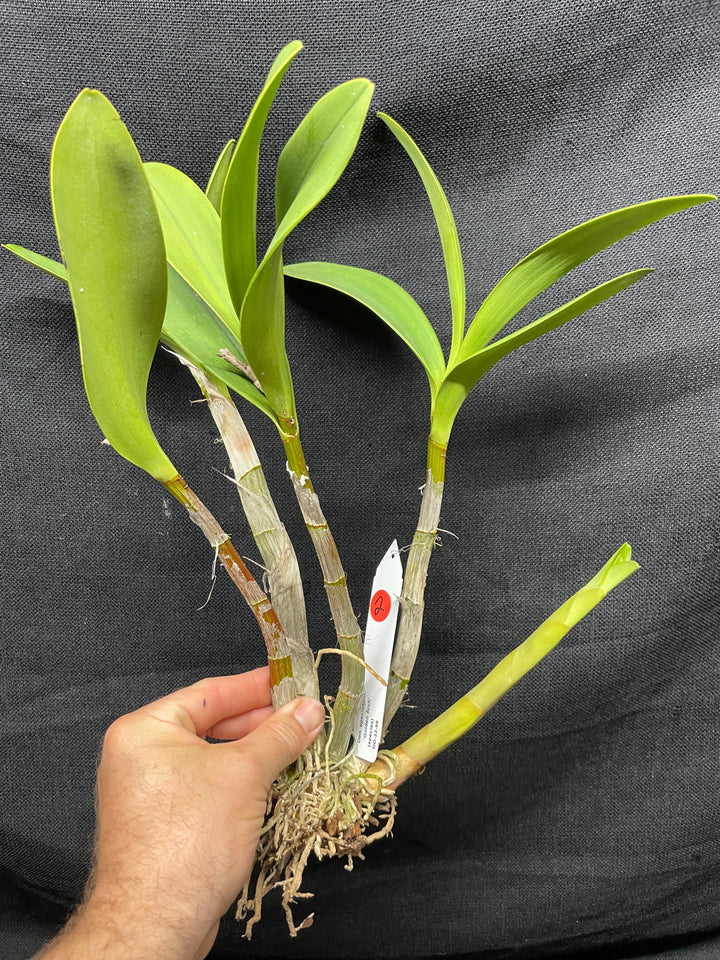 Den. speciosum `Golden Arch&