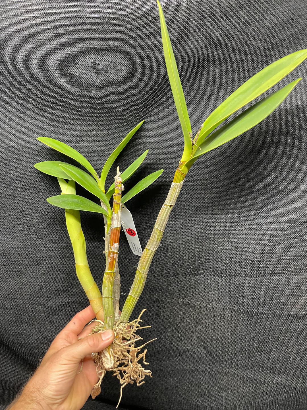 Den. speciosum `Golden Arch&