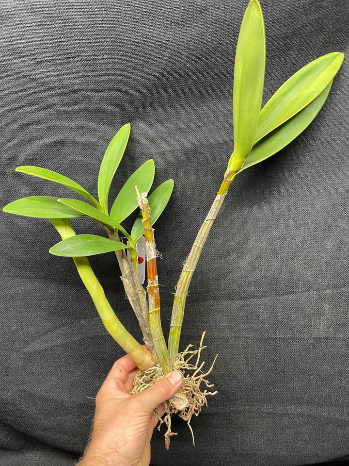 Den. speciosum `Golden Arch&