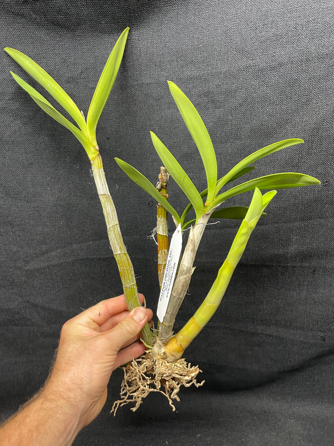 Den. speciosum `Golden Arch&