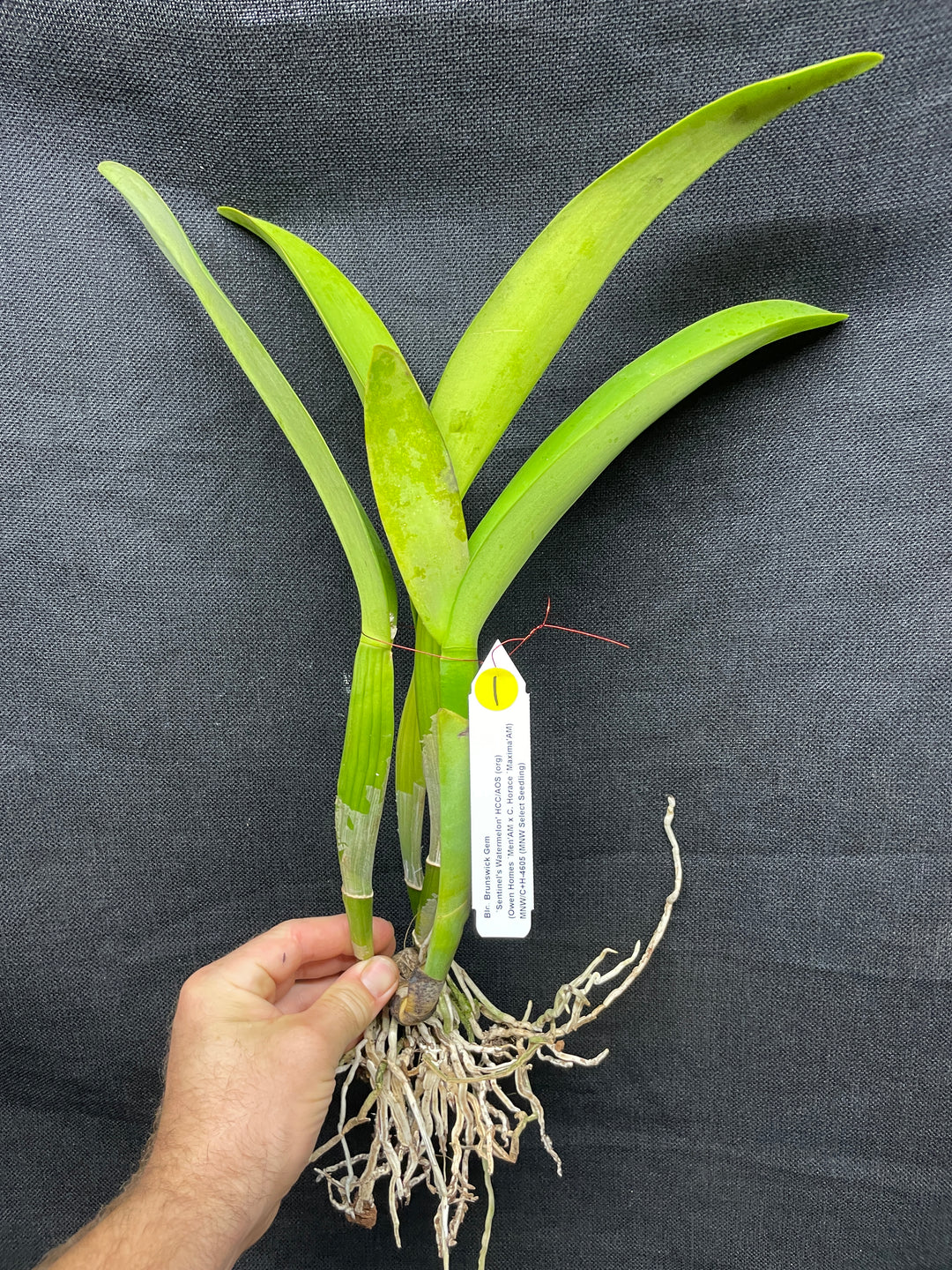 Blc. Brunswick Gem `Sentinel&