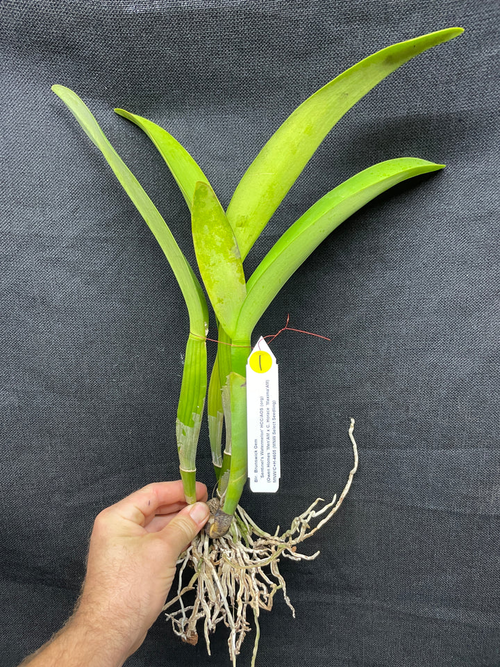Blc. Brunswick Gem `Sentinel&