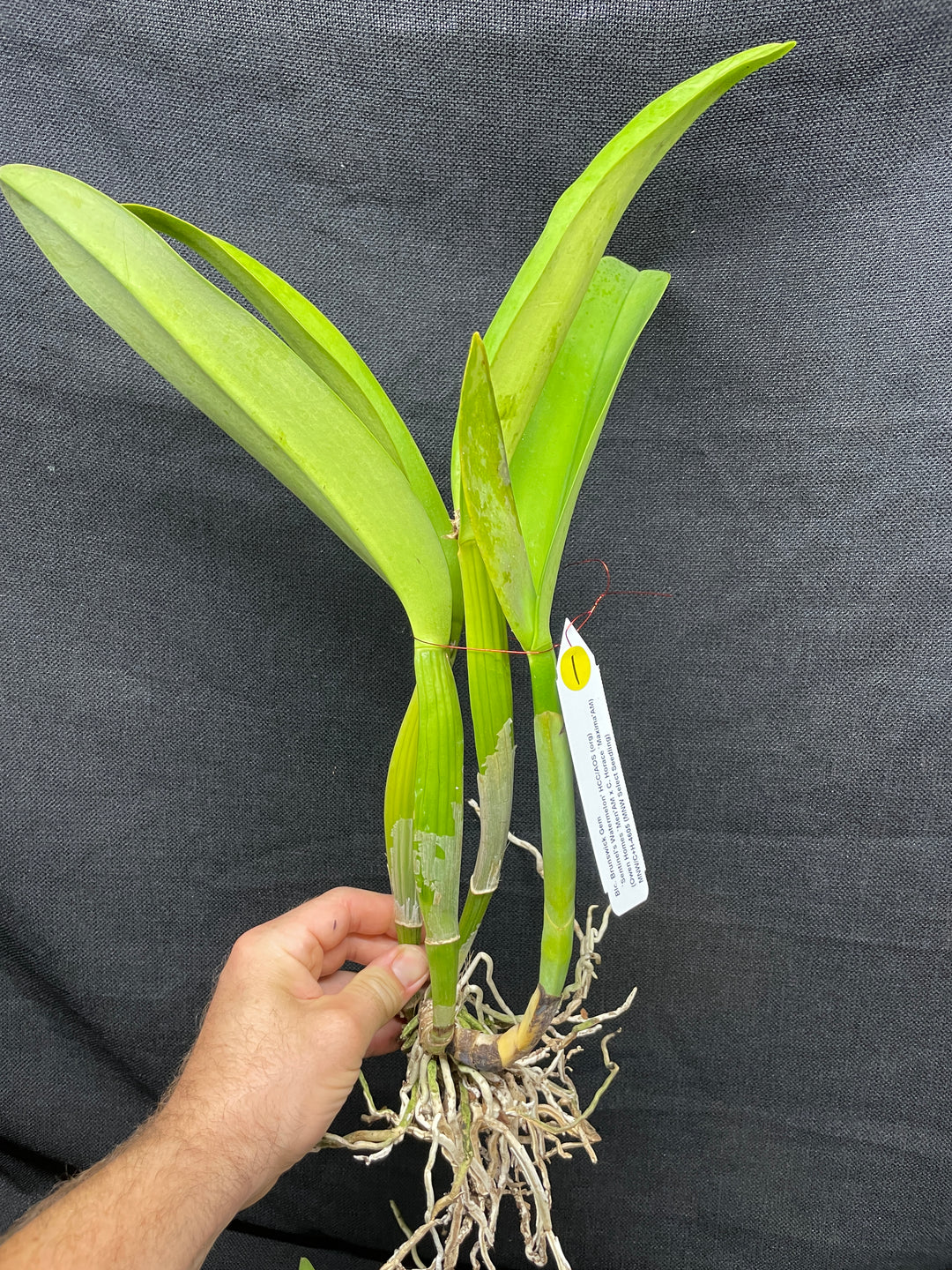 Blc. Brunswick Gem `Sentinel&