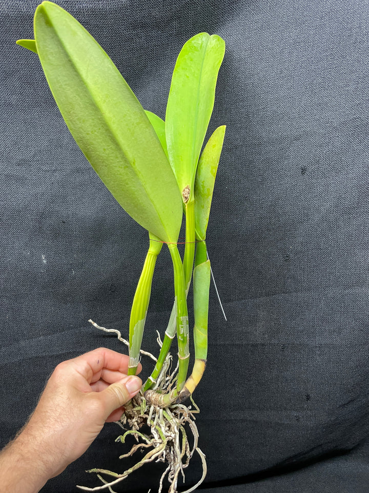 Blc. Brunswick Gem `Sentinel&