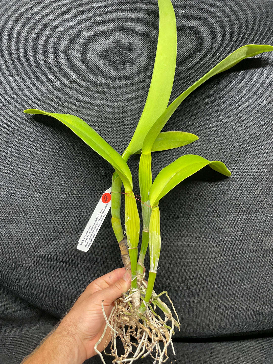Blc. Brunswick Gem `Sentinel&