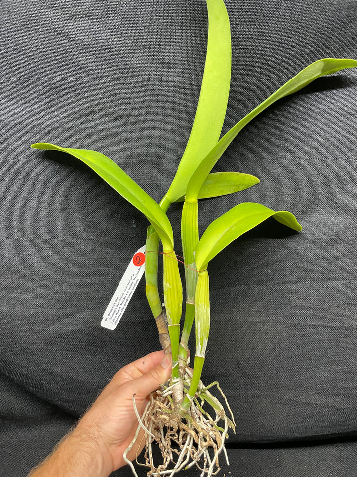 Blc. Brunswick Gem `Sentinel&