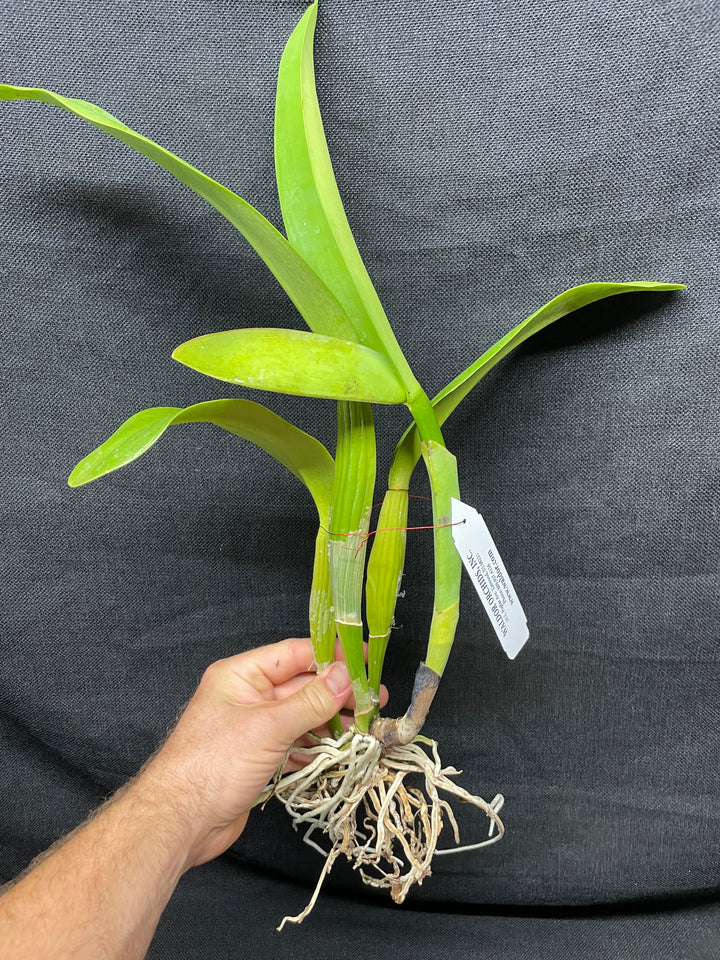 Blc. Brunswick Gem `Sentinel&