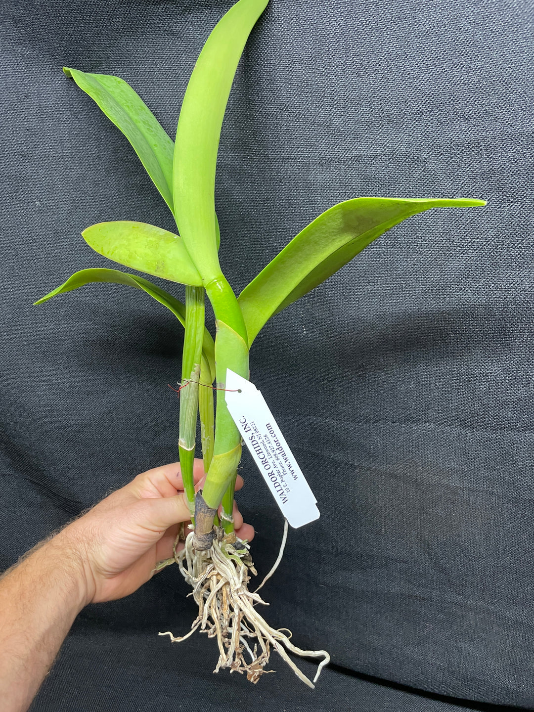 Blc. Brunswick Gem `Sentinel&
