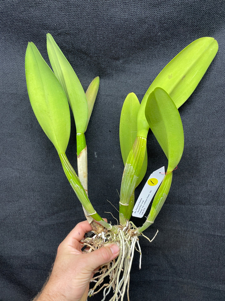 Blc. Precious Sweetie `Grand Plan&