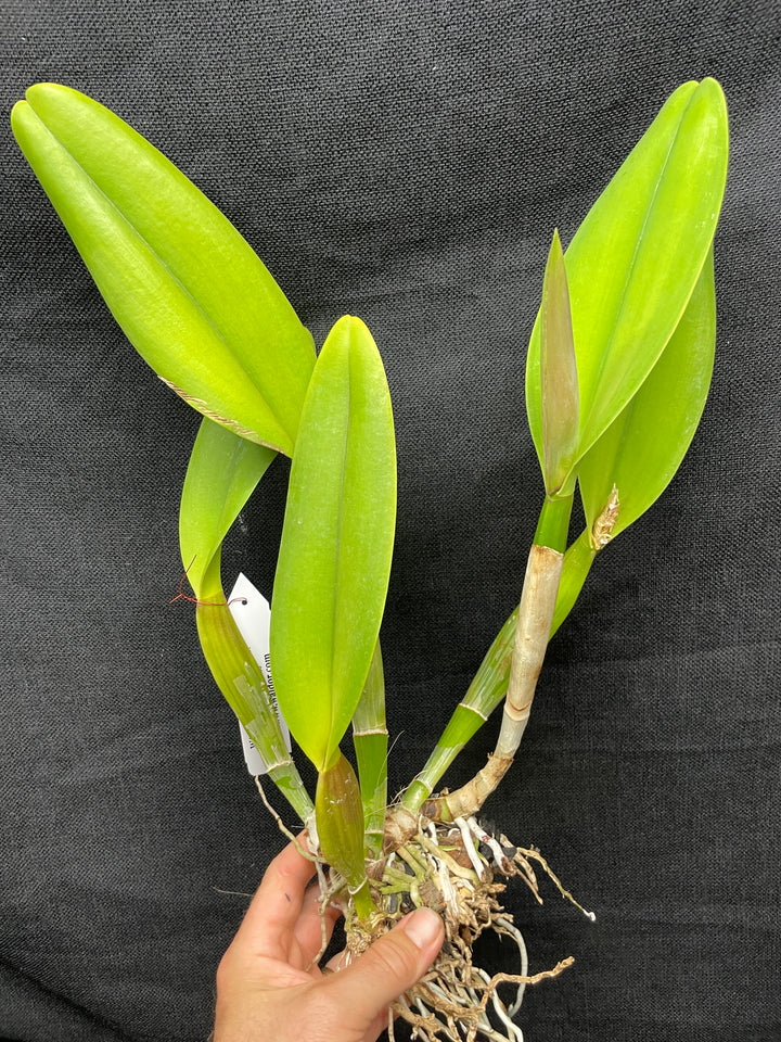 Blc. Precious Sweetie `Grand Plan&