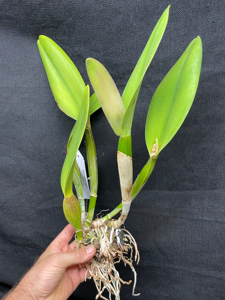 Blc. Precious Sweetie `Grand Plan&