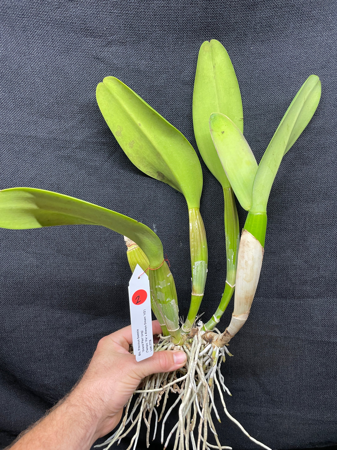 Blc. Precious Sweetie `Grand Plan&