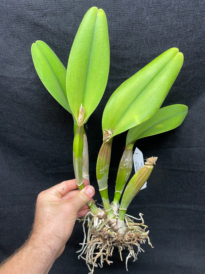 Blc. Precious Sweetie `Grand Plan&
