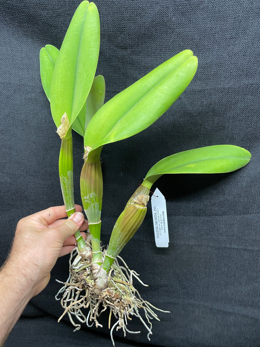 Blc. Precious Sweetie `Grand Plan&