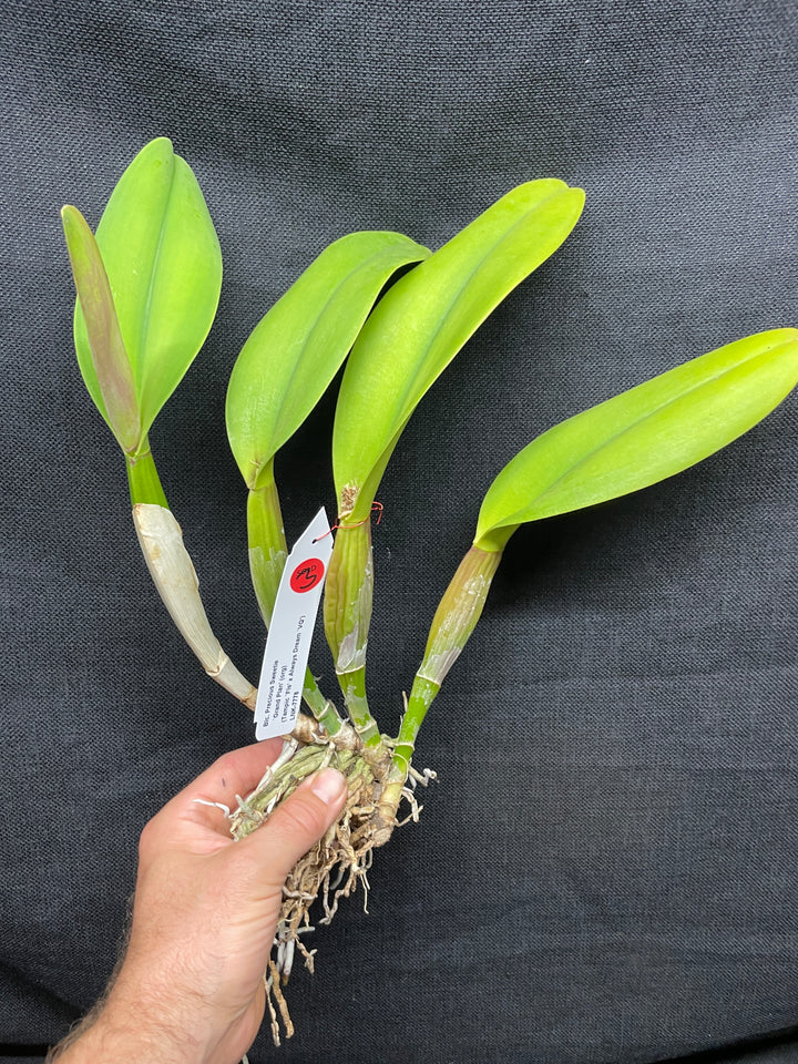 Blc. Precious Sweetie `Grand Plan&