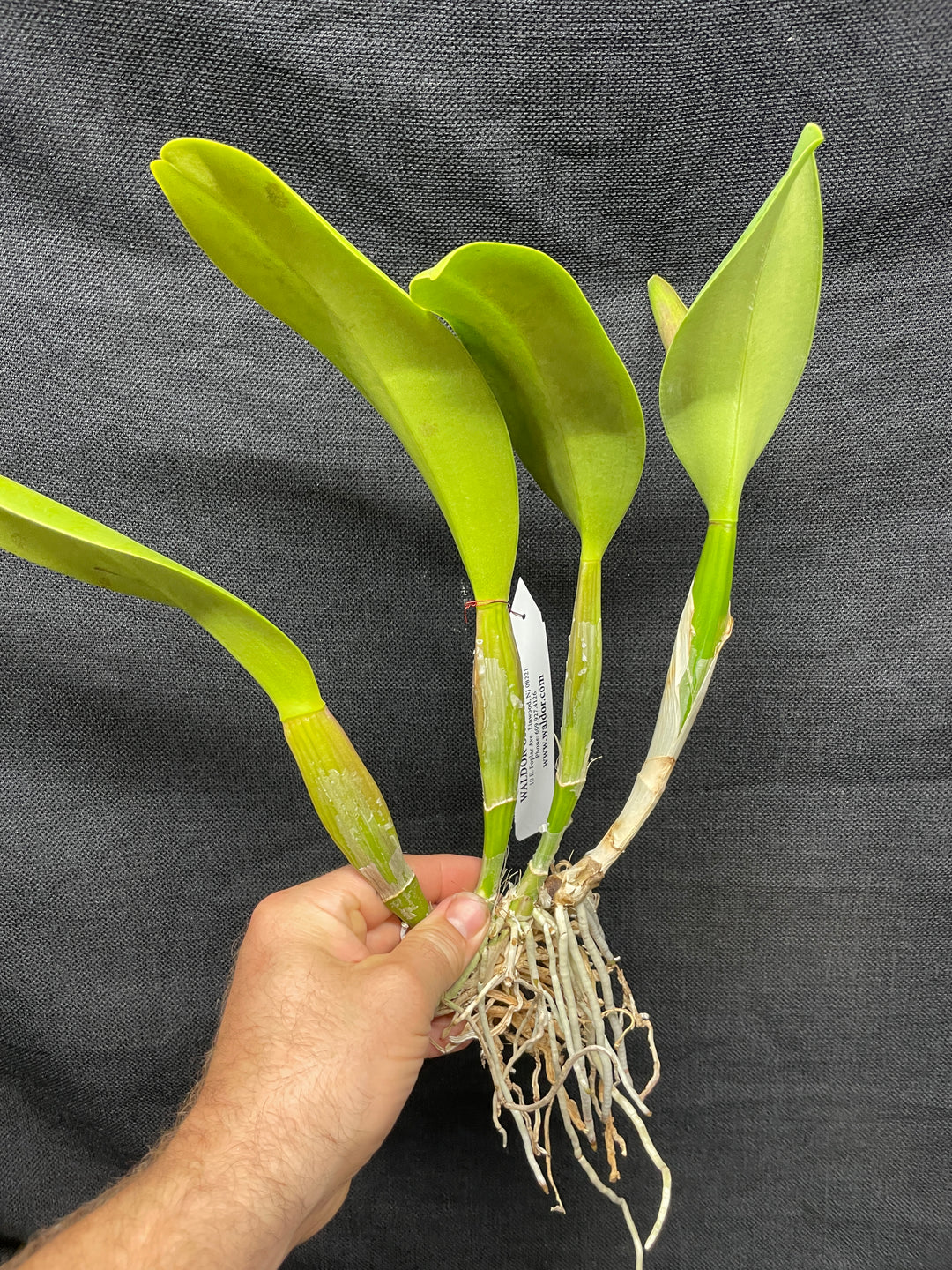 Blc. Precious Sweetie `Grand Plan&