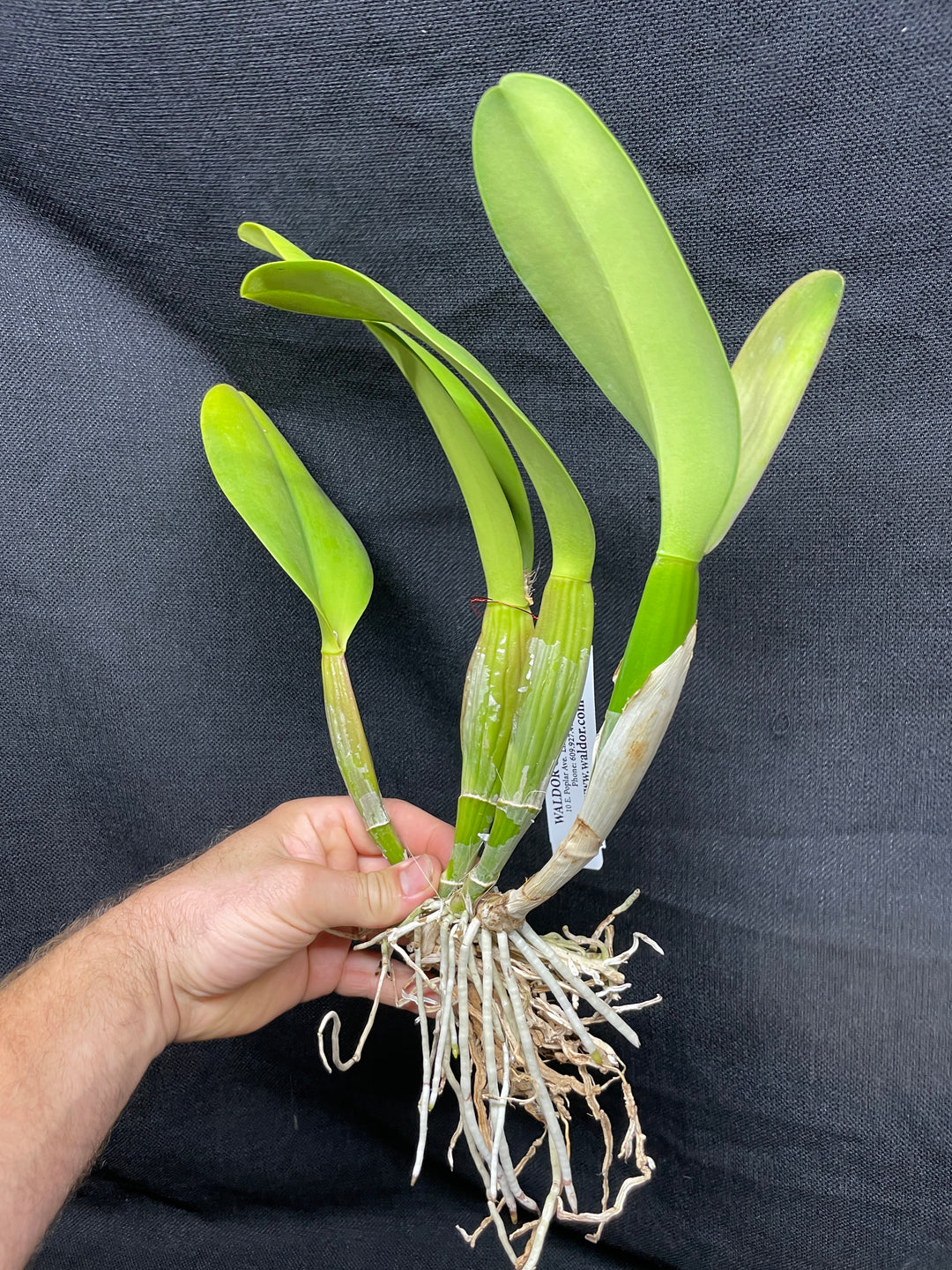 Blc. Precious Sweetie `Grand Plan&