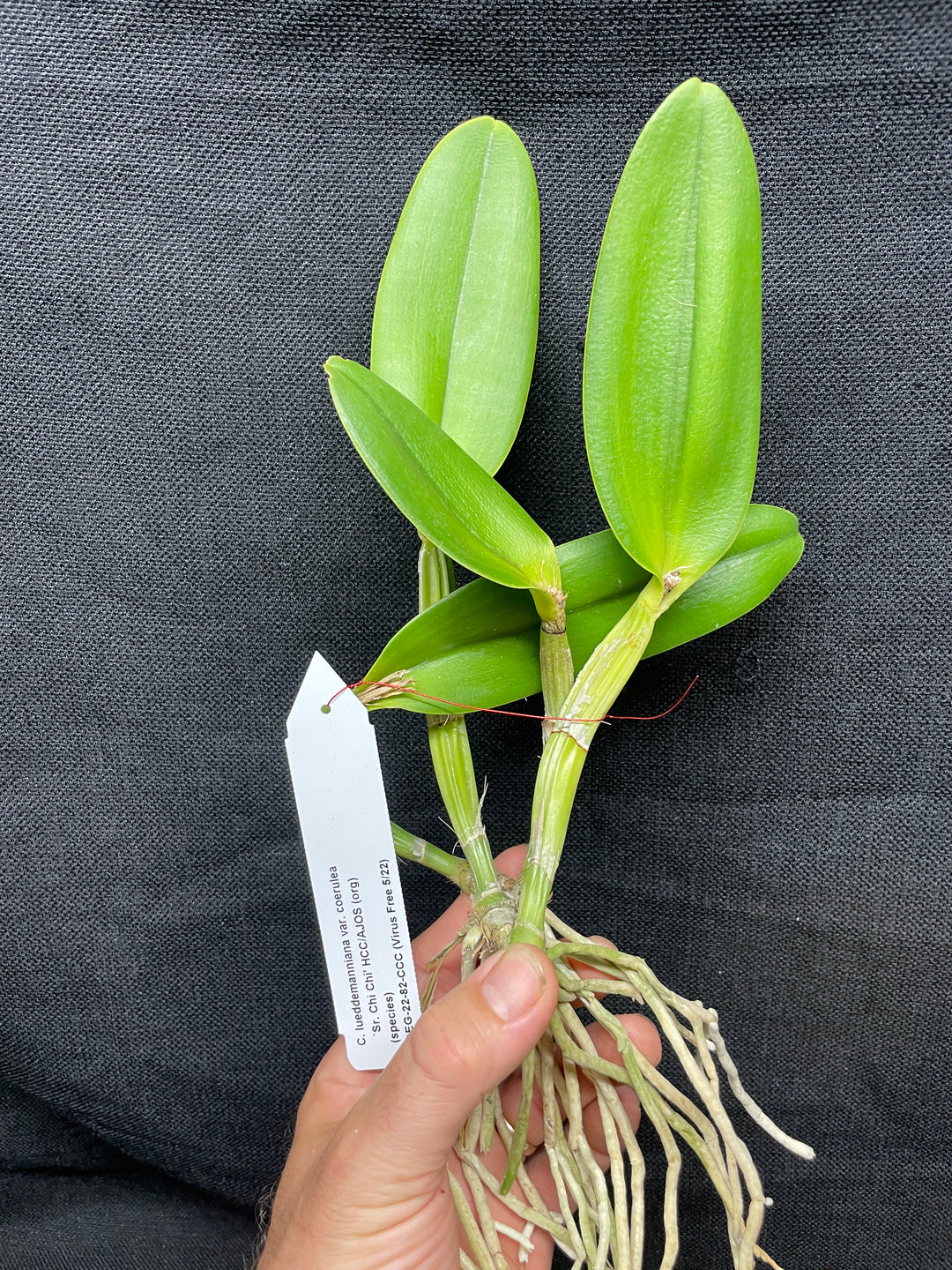 C. lueddemanniana coerulea `Sr, Chi Chi&