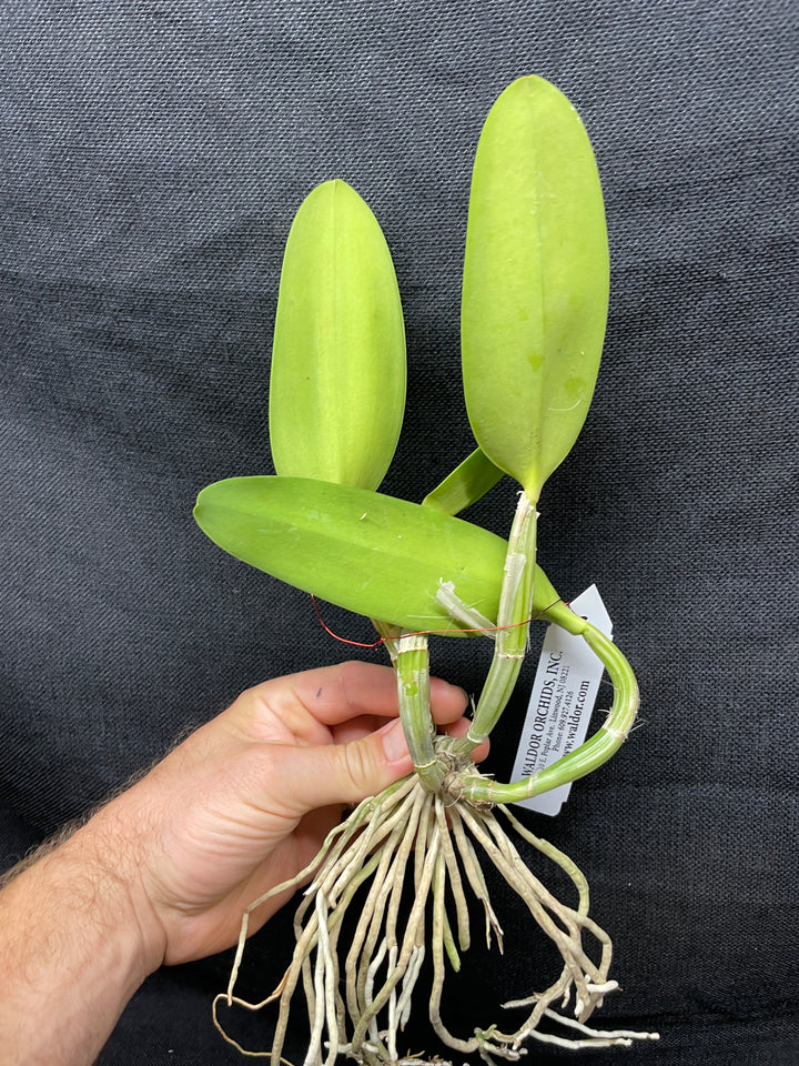 C. lueddemanniana coerulea `Sr, Chi Chi&