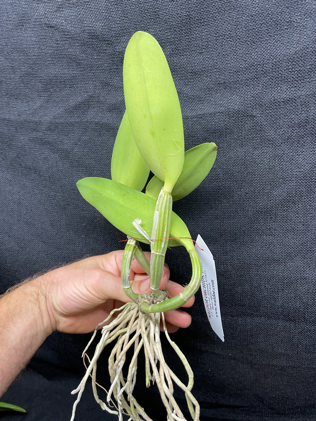 C. lueddemanniana coerulea `Sr, Chi Chi&