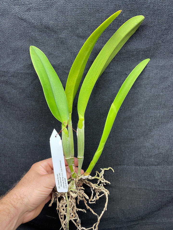 Blc. Sweet Sarah `Mendenhall&