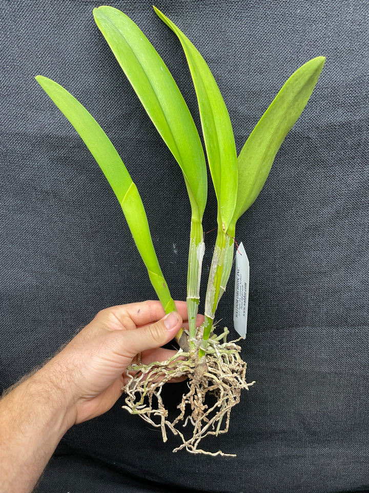 Blc. Sweet Sarah `Mendenhall&